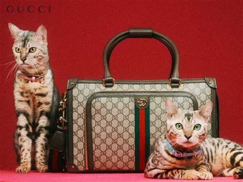 neppe gucci pet|gucci dog and cat.